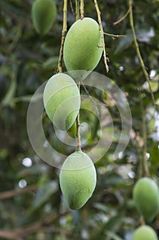 Fresh Raw Three Green Mango hinging In the Tree Branch