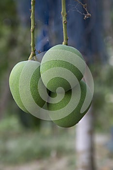 Fresh Raw Three Green Mango hinging In the Tree Branch