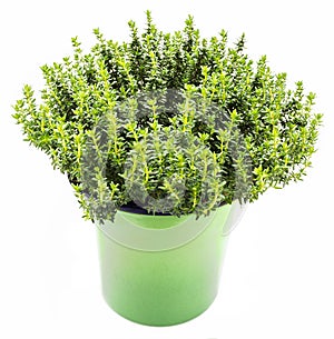 Fresh and raw thyme plant Thymus vulgaris. Flower pot isolated on white background