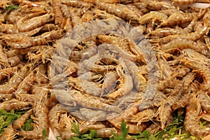 Fresh and raw `Tiger Shrimps