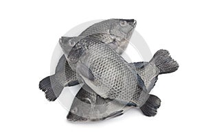 Fresh raw Tilapia fishes
