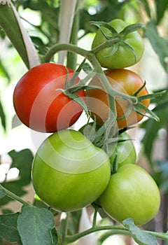 Čerstvý surový rajčata rostoucí 