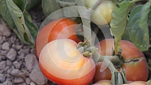 Fresh raw tomatoes tree close up