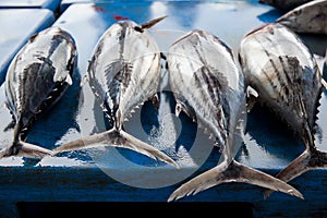 Fresh raw tuna fish in market