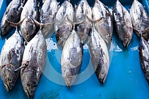 Fresh raw tuna fish in market