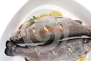 Fresh, raw two trout lying on a plate, stuffed with butter, parsley and lemon slices, isolated on a white background with a clippi