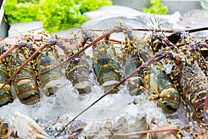 Fresh raw uncook Lobster Shrimp