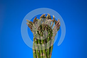 Fresh raw uncooked bunch of Asparagus. Close up studio shot, isolated on blue background