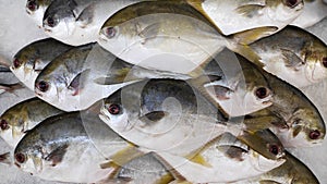 Fresh raw uncooked Golden Pomfret fishes on ice