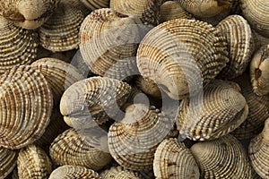 Fresh raw warty venus clams