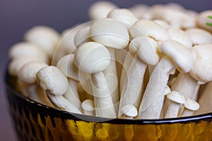 Fresh raw white shimiji shimeji mushrooms in yellow brown bowl. Hypsizygus tessulatus is a mushroom native to East Asia