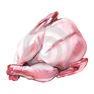 Fresh raw whole turkey, uncooked meat, food ingredient, isolated object, close-up, top above view, hand drawn watercolor