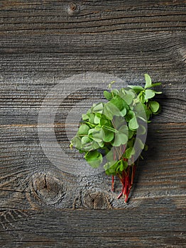 Fresh raw wood sorrel plant