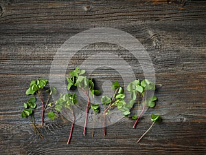 Fresh raw wood sorrel plant