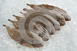 Fresh rawcommon sole fishes