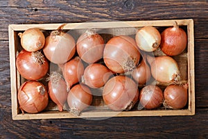 Fresh rawl onions in wooden box