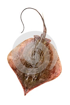 Fresh ray fish isolated