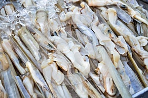 Fresh razor shell on ice at the seafood booth
