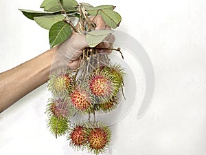 Fresh rea man's hand holding a rambutan fruit