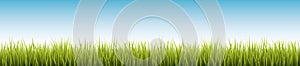 Fresh realistic green grass - vector illustration