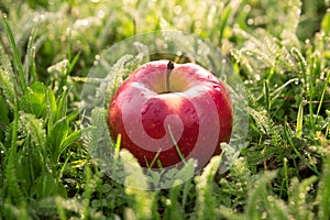 fresh red apple in the grass