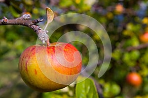 Fresh Red Apple on Tree