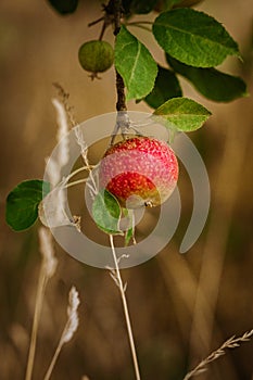 Fresh red apple on a tree in a garden