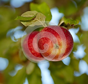 Fresh red apples growing on a fruit tree on a summer day outdoors. Healthy organic produce hanging on a lush green