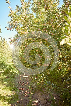 Fresh red apples growing in season on trees for harvest on a field of a sustainable orchard or farm outside on a sunny