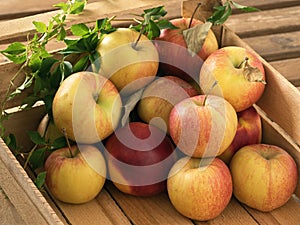 Fresh red apples with leaves in a wooden crate on a rustic table. Wild grape leaves. Autumn harvest. Still life. Close-up