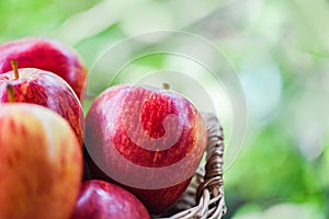 Fresh Red Apples Orchard - harvest apple in the basket collect fruit garden nature green background