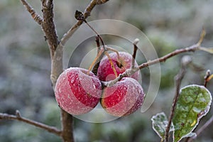Fresh red apples on tree in the first frost, close up. Red apples with hoarfrost after the first morning frost