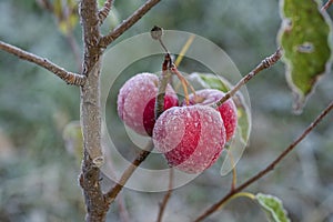 Fresh red apples on tree in the first frost. Red apples with hoarfrost after the first morning frost