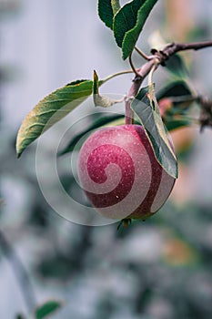 Fresh red apples on a tree in the garden