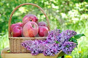 Fresh red apples in a wicker basket in the garden. Picnic on the grass. Ripe apples and spring flowers.