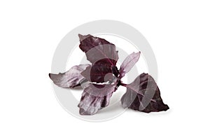 Fresh red basil leaves isolated on white background. Clipping path
