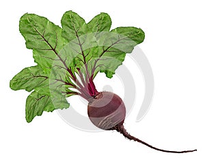 Fresh red beet root with leaf isolated on white