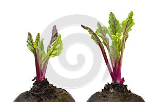 Fresh red beetroot young sprouts and leaves, front view. Beetroot leaves isolated on white background. Winter vitamins for vegetar