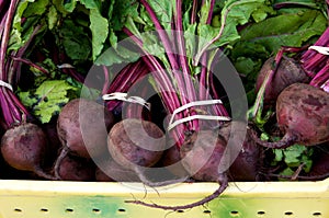 Fresh Red Beets