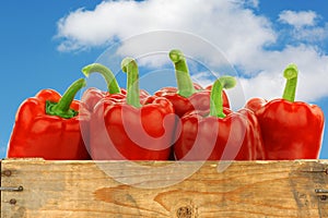 Fresh red bell peppers (capsicum)