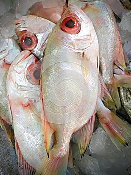 Fresh Red Bigeye fishes on a market stall