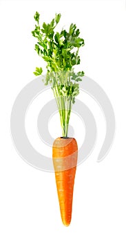 Fresh red carrot on white
