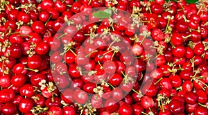 Fresh red cherries being sold