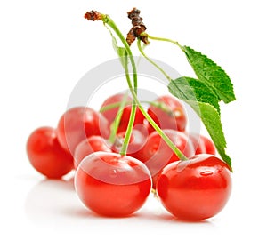 Fresh red cherries with green leaves