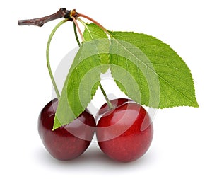 Fresh red cherries with green leaves isolated