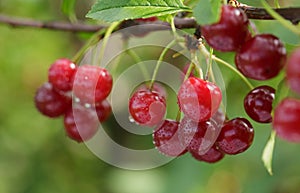 Fresh red cherries on tree in orchard garden