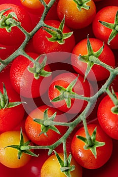Fresh red cherry tomato on red background