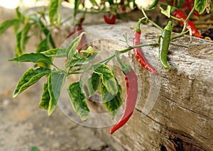 Fresh red chilies photo