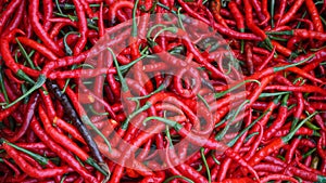 Fresh red chilies in large quantities