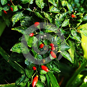 Fresh red chilli + chilli plant